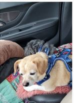 Vet transport & flight nanny