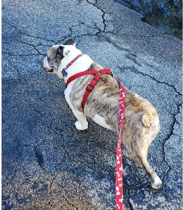 Daily Dog Walking